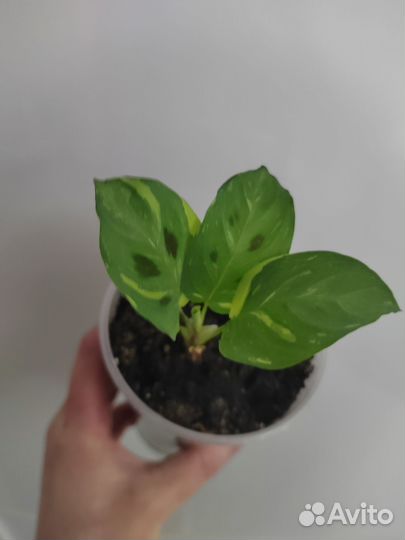 Маранта керховена