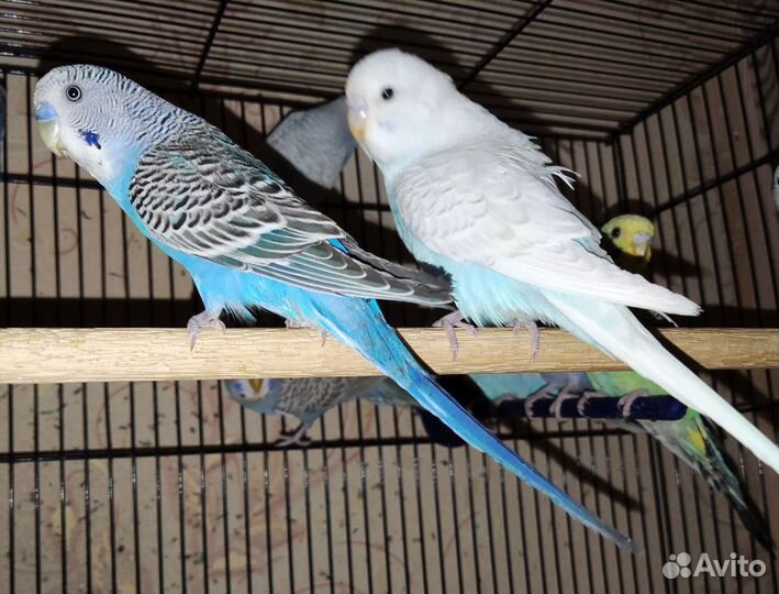Волнистые попугаи от заводчика и др. виды