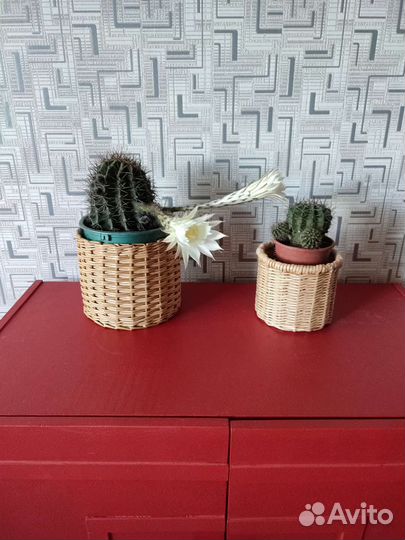 Кактус цветущий большой