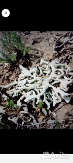 Трава парезная/пармелия блуждающая/солодка голая