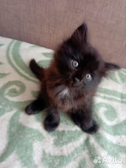 Котенка котика пушистого отдаем с доставкой