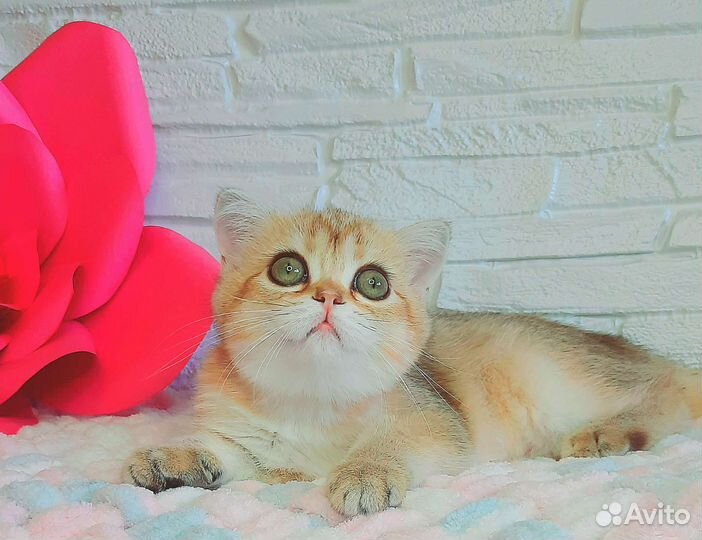 Шотландская золотая девочка