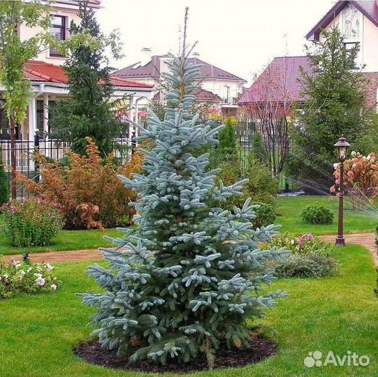 Саженцы Хвойных деревьев для вашего участка