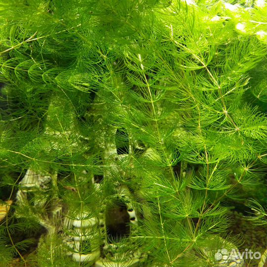 Украшение для аквариума