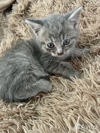 Британские котята