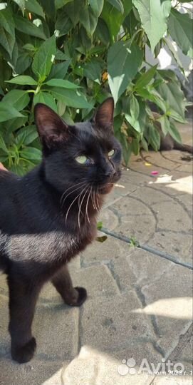 Котики в добрые руки