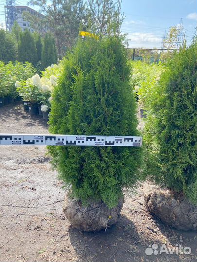 Туя Смарагд