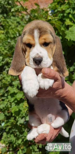 Щенки бигль