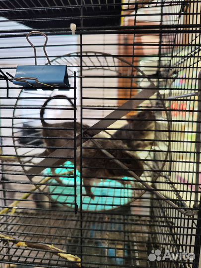 2 Белки дегу + клетка