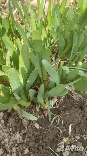 Лук многолетний