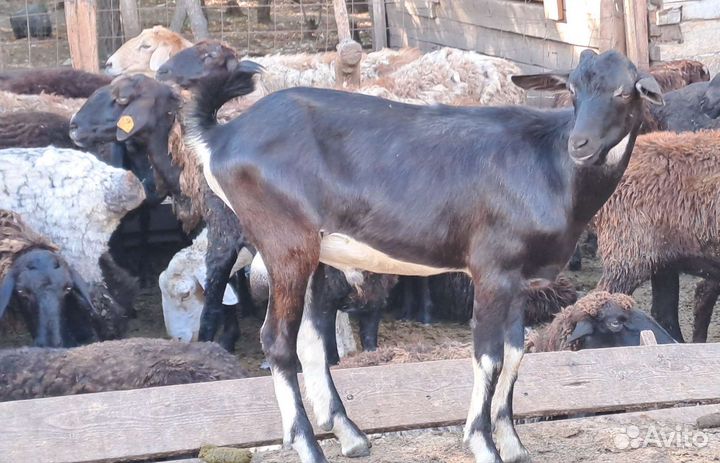 Козлик на племя Альпийской породы