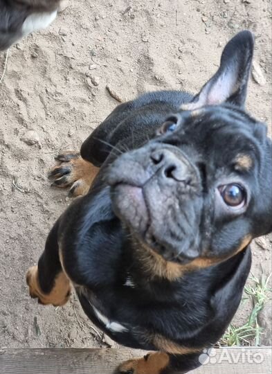 Французский бульдог