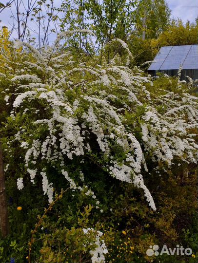 Спирея Графштейм