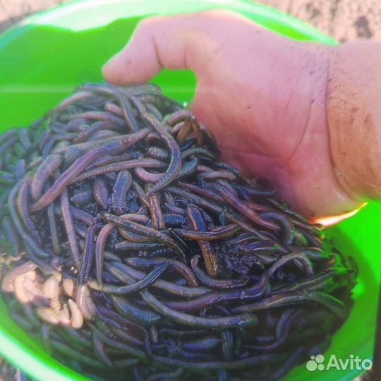 Черви для рыбалки