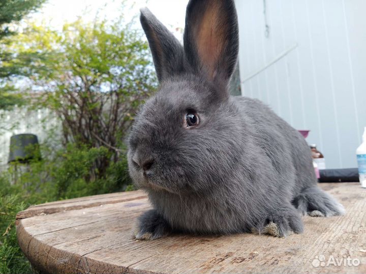 Кролики Венский голубой(чистые)