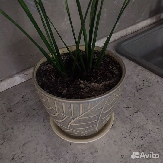 Цветок спатифиллум 