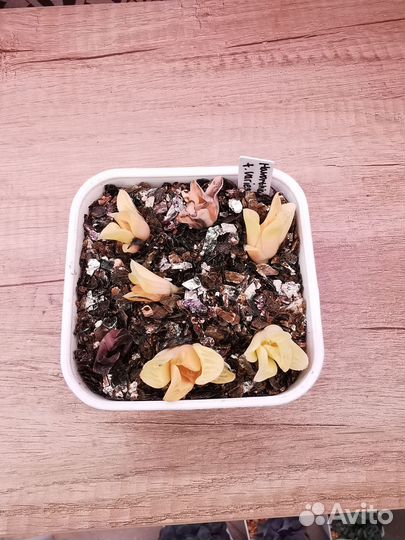 Суккуленты детки