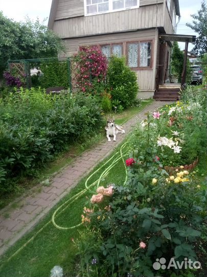 Вязка кобель лайки