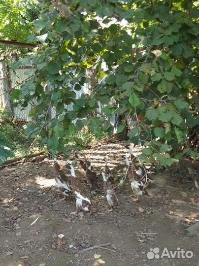 Бегунки индийские