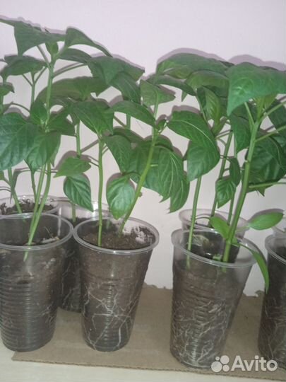 Рассада перца