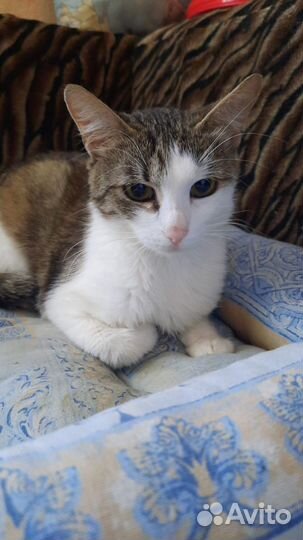 Котенок 8 месяцев девочка