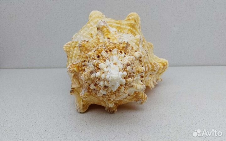 Бурса Буба 26,4 морская ракушка раковина