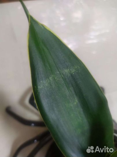 Сансевиерия Блэк Даймонд