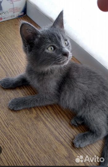 Котята в добрые руки бесплатно