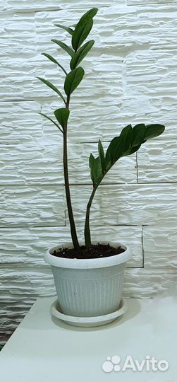 Замиокулькас