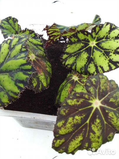 Комнатные цветы