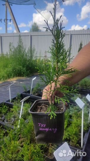 Саженцы туи, можжевельника