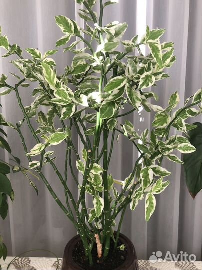 Педилантус