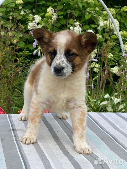 Щенок девочка в добрые ручки