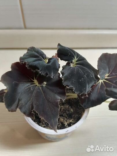 Бегония, хойя