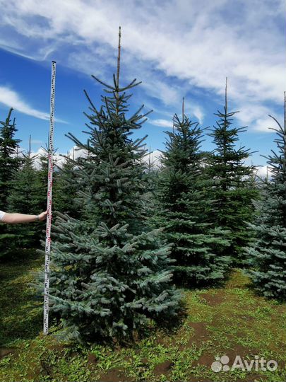 Ель колючая Глаука