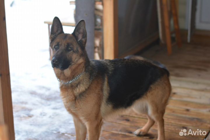 Передержка собак, кинолог, зоотакси