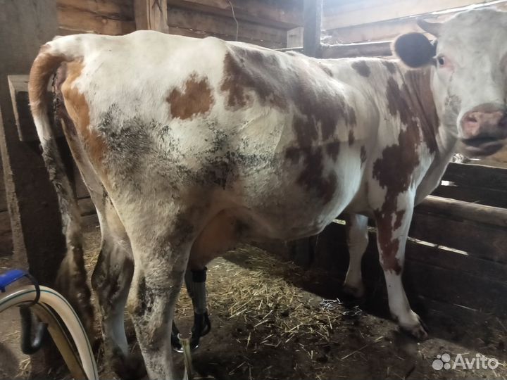 Корова дойная