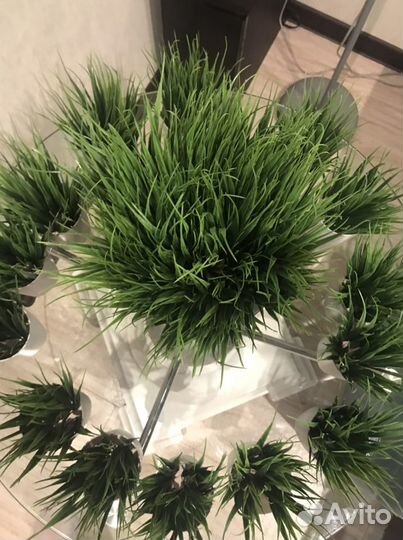 Декоративные кашпо, растения, осока