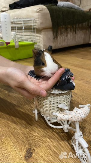 Морская свинка