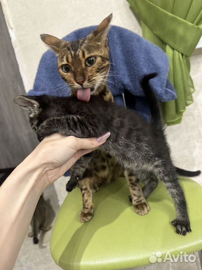 Котята в добрые руки даром