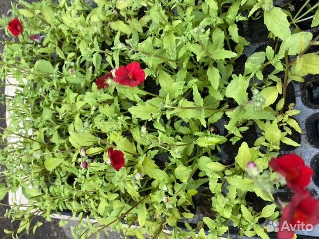 Рассада немезии, ампельной лобелии, брахикомы