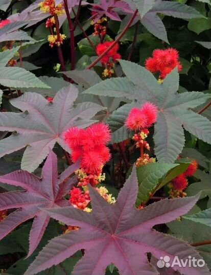 Семена клещевины