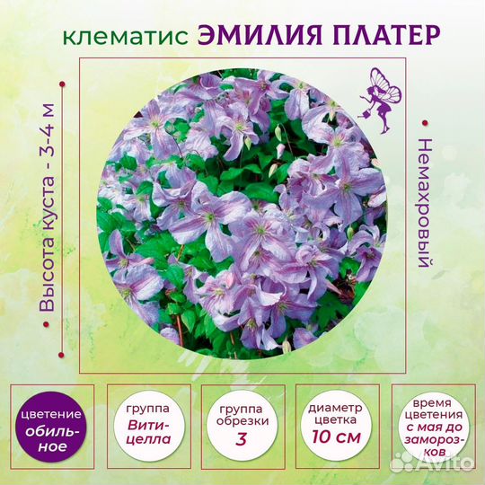 Клематис