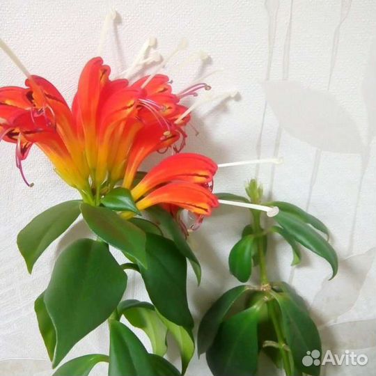 Эсхинантус