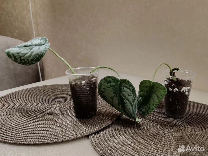 Сциндапсус пиктус и пиктус аргиреус