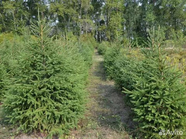 Ель сибирская