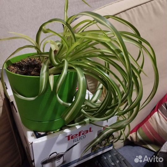 Хлорофитум в ассортименте