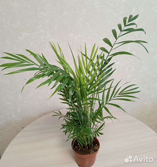 Хамедорея Элеганс