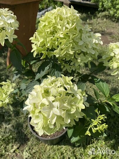 Гортензия с бутонами Новинка Pixio Пиксио