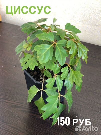 Комнатные растения